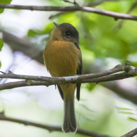 Lesser Antillean Pewee